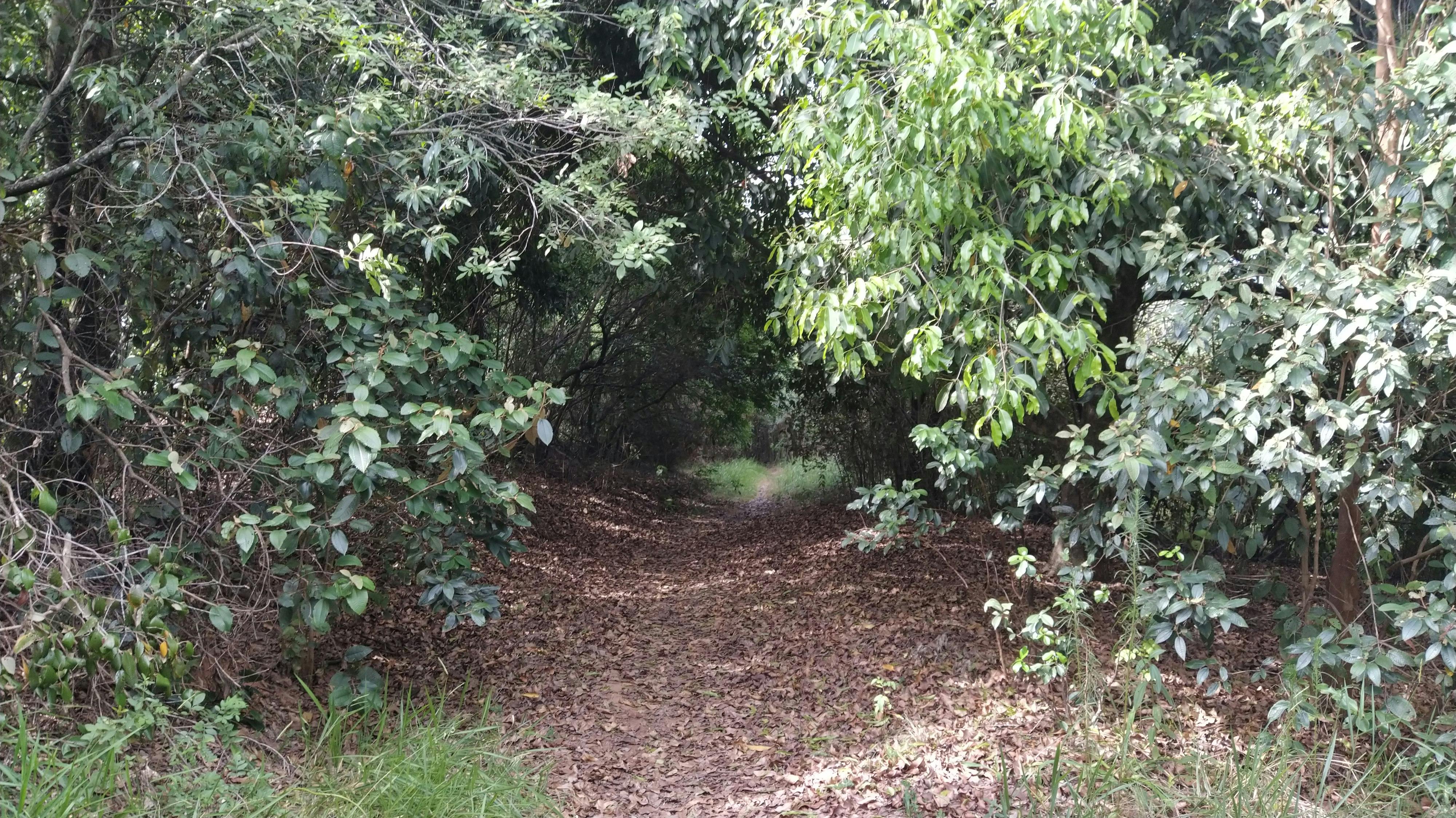 Porsche 911 Turbo - Suspensión