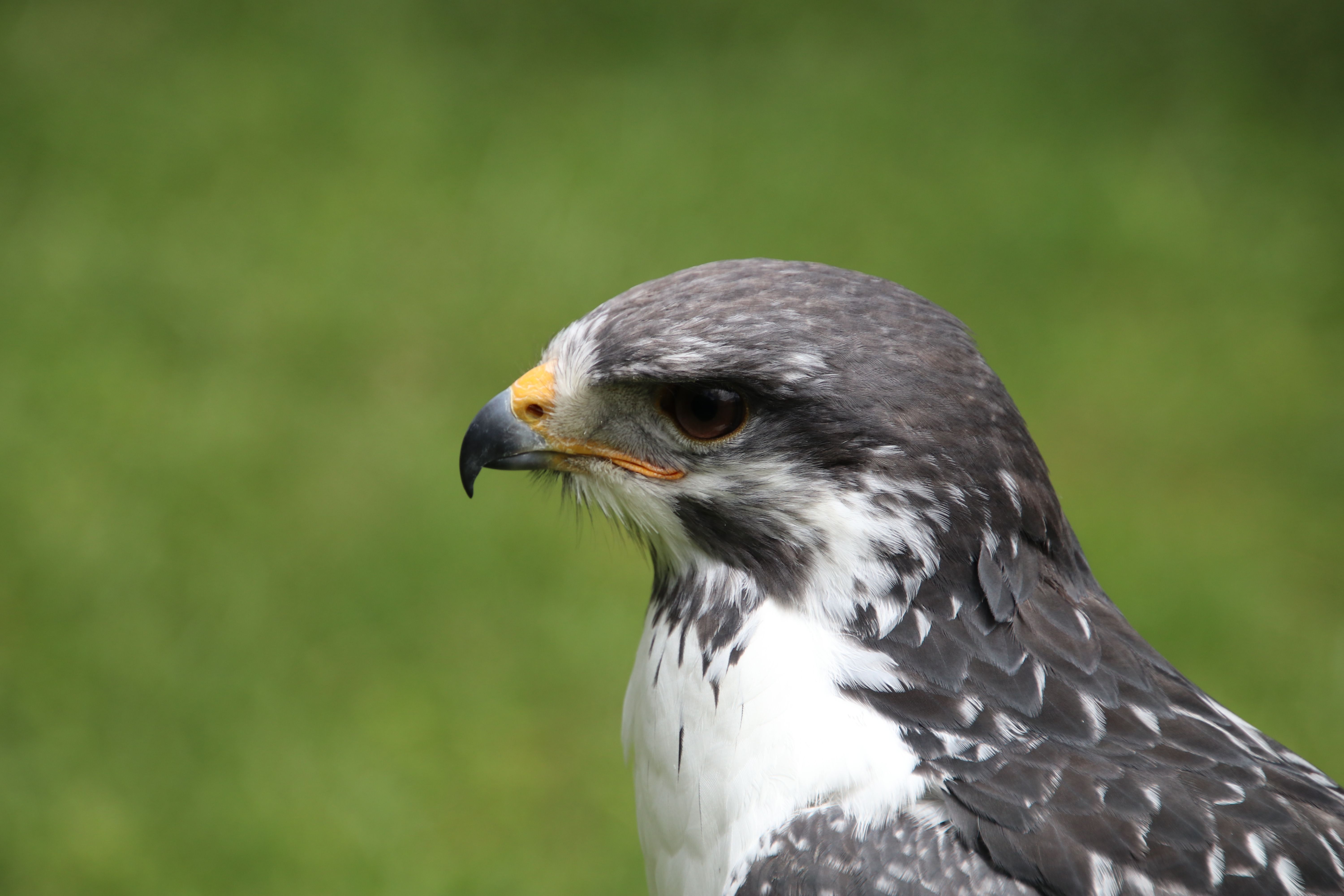 Close-Up Profile of a Hawk in Natural Setting · Free Stock Photo