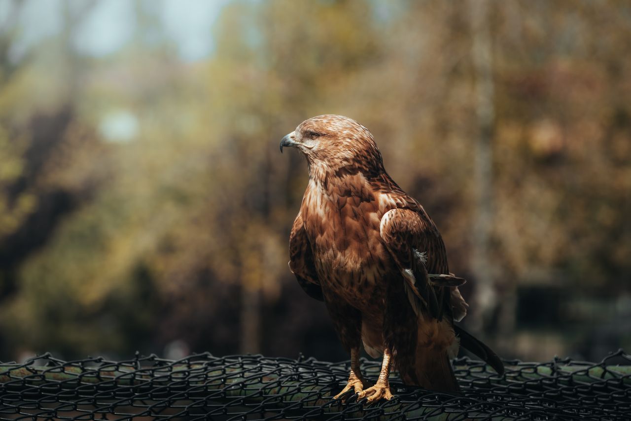 a stunning hawk sits gracefully on a branch against a blurred autumn b