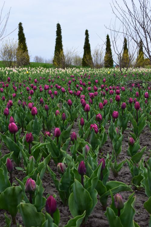 Free A scenic view of a vibrant tulip field in full bloom during springtime. Stock Photo
