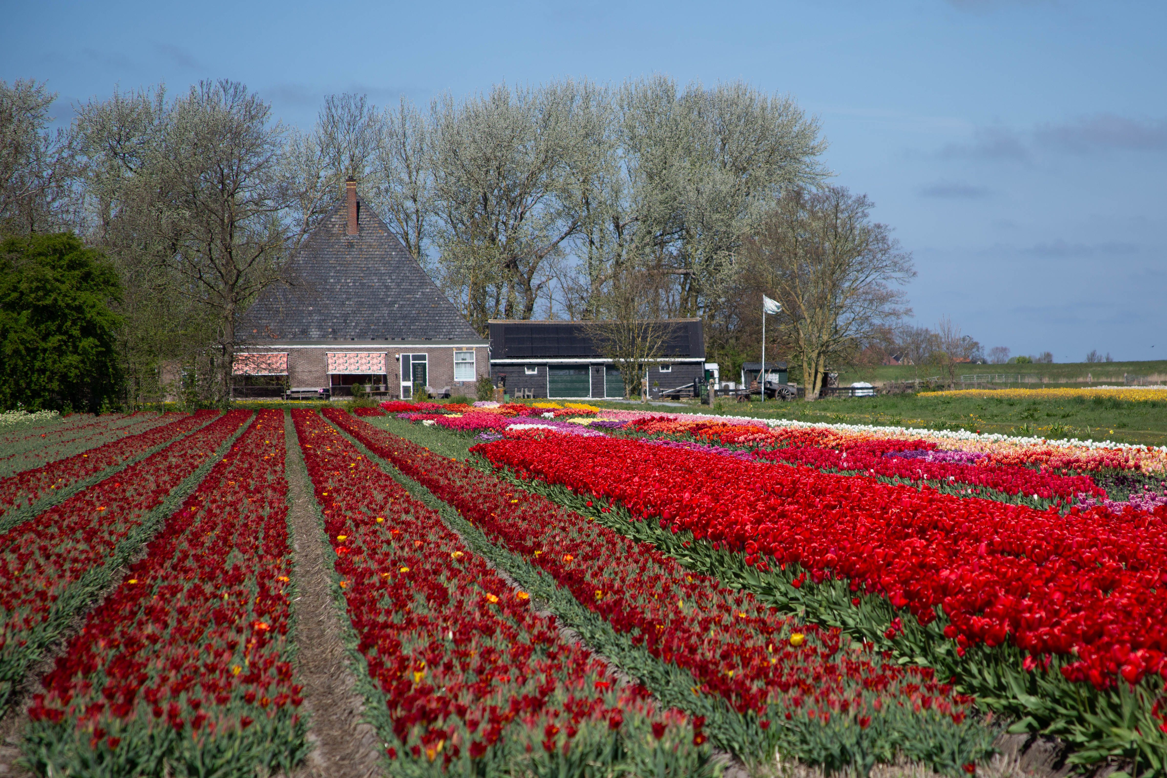 Kleurrijke tulpenvelden in Nederlands landschap
