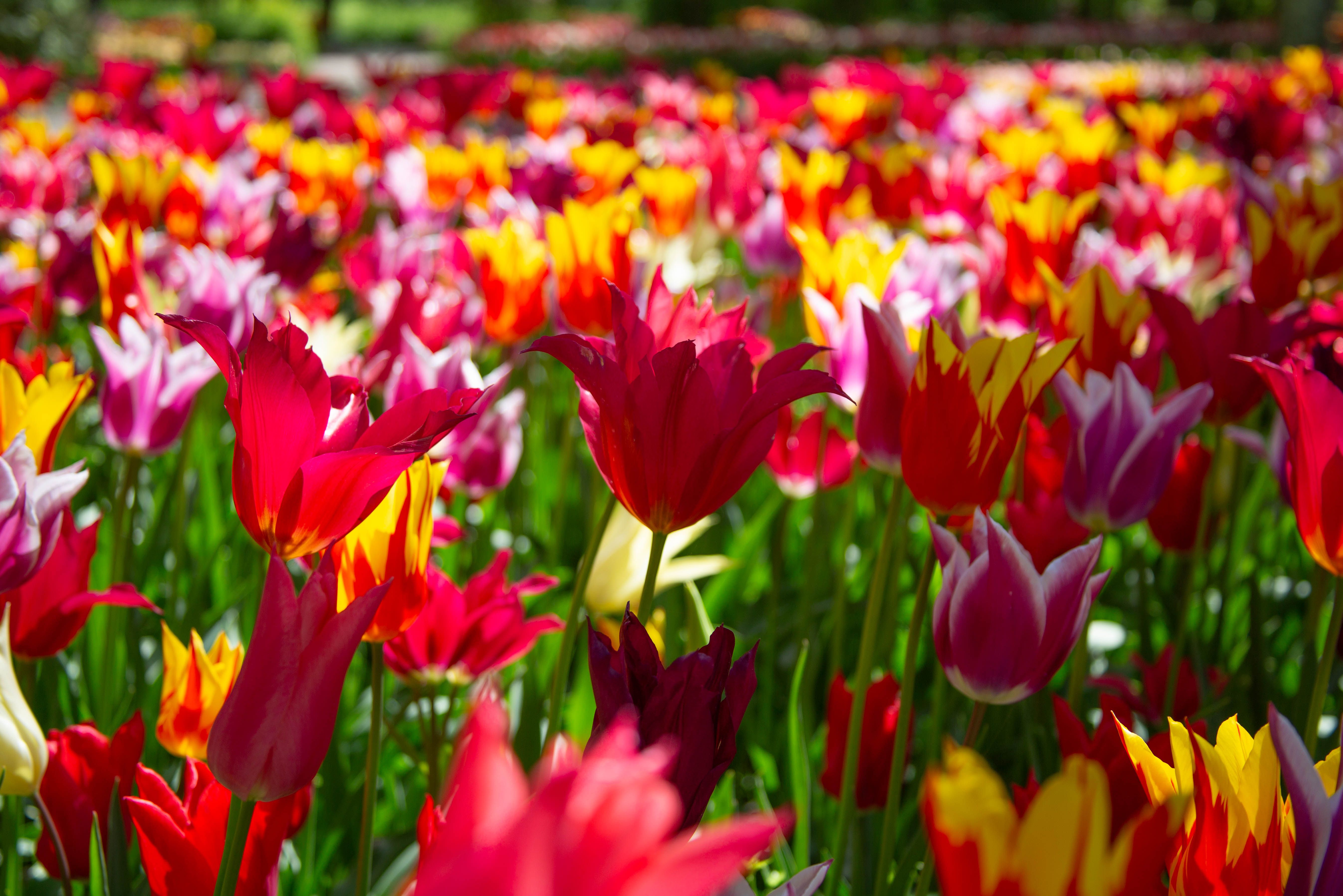 Vibrant Spring Tulip Garden in Bloom · Free Stock Photo