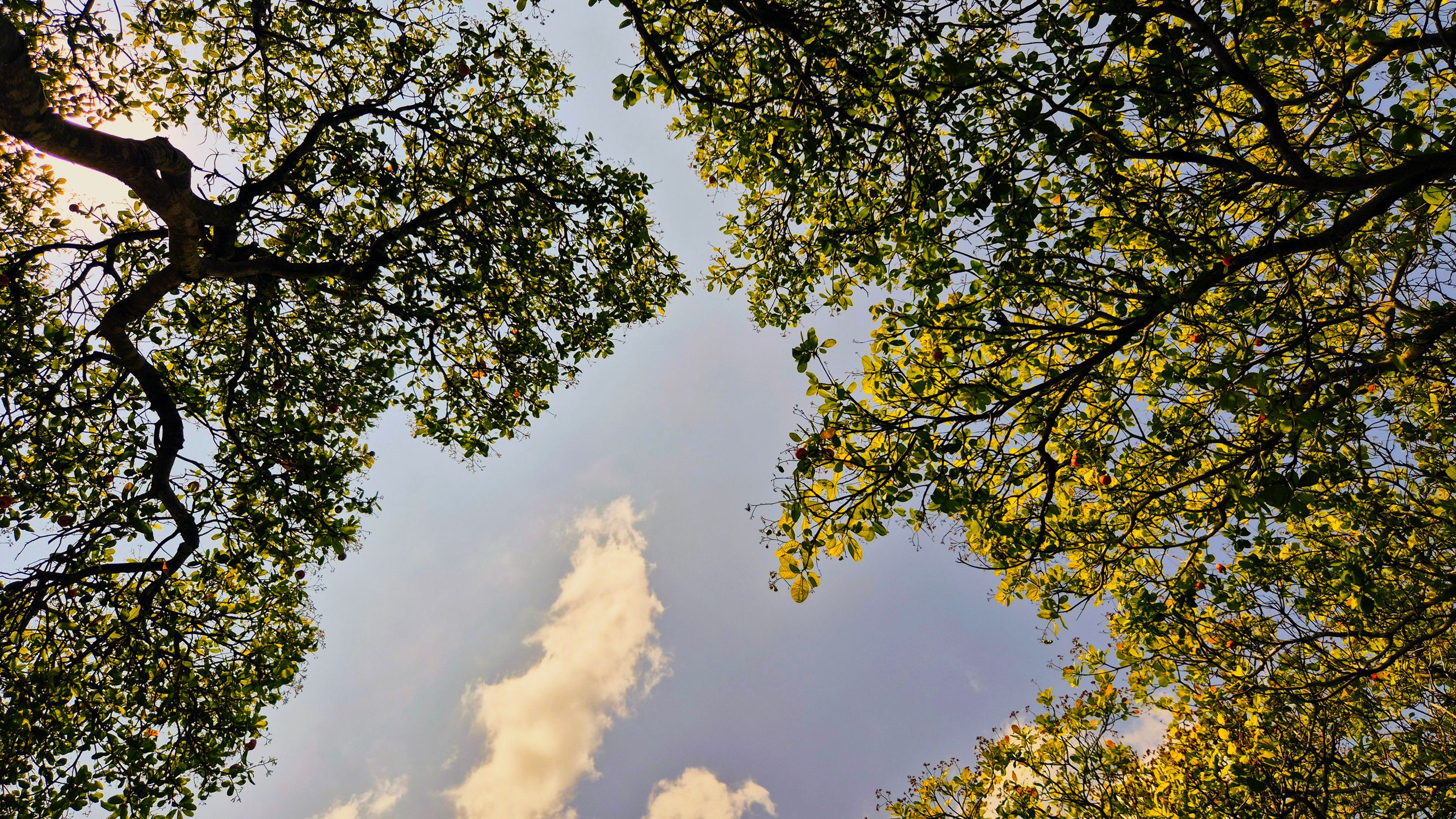 Majestic Forest Canopy Under Bright Blue Sky · Free Stock Photo
