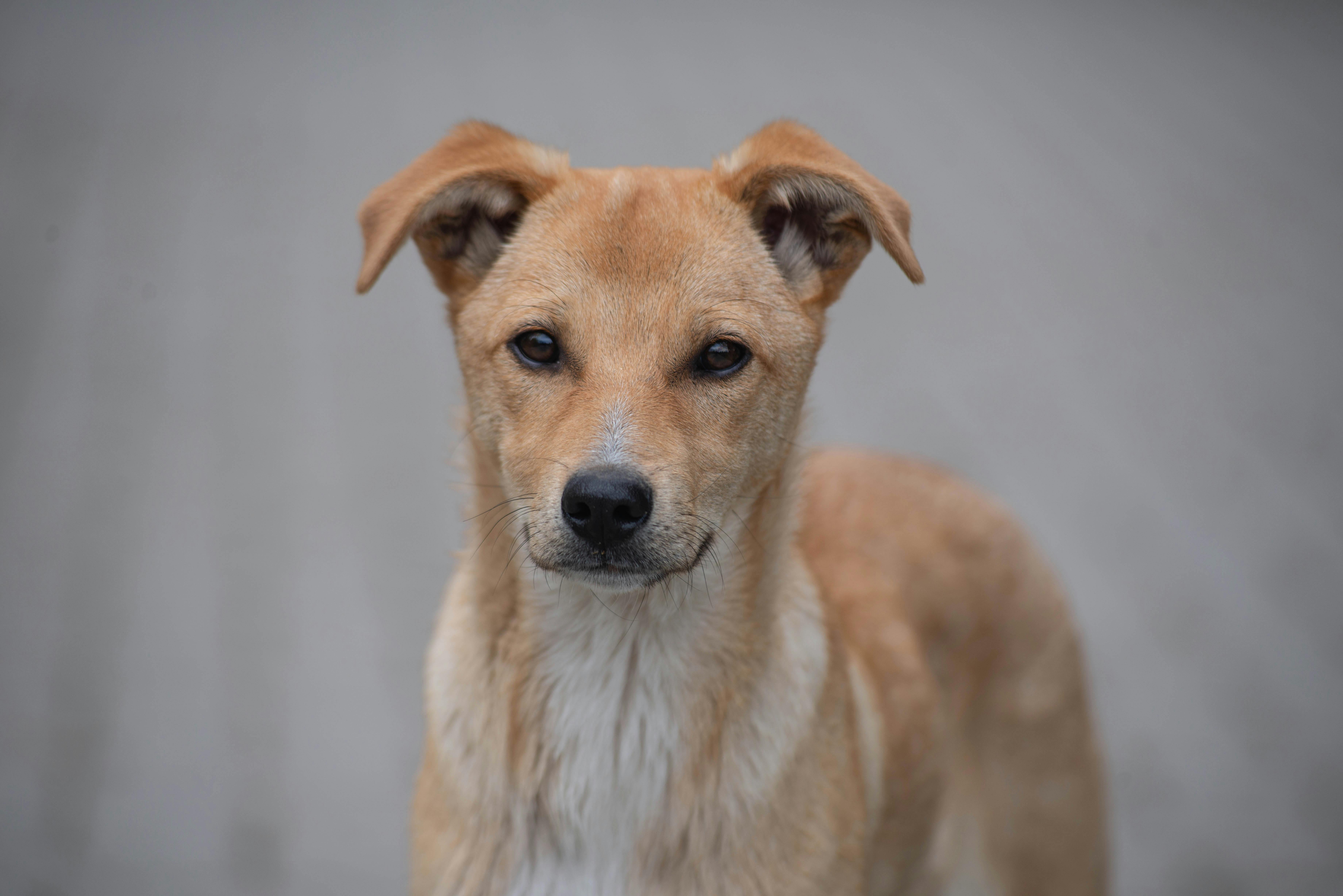adolescent dog looking at camera showing maturing features