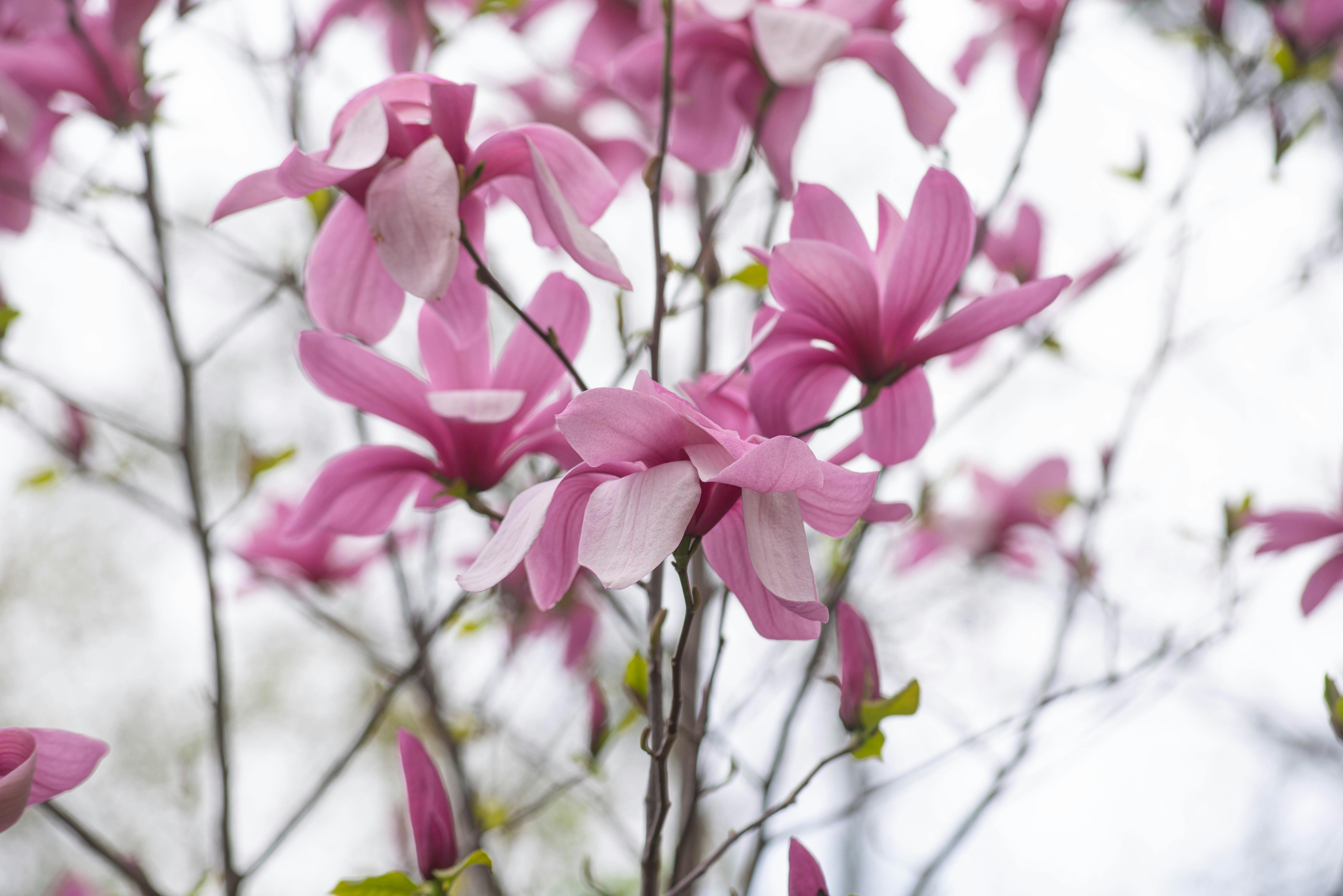 Magnolia’s AAA Hobbies To Close 2026 (Second Half). Iconic Hobby- Craft Emporium — Photo by Александр Лич on Pexels