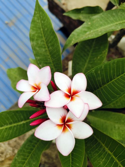 Free Fresh plumeria blossoms with vibrant pink edges in Toitong, Bangladesh captured in detail. Stock Photo