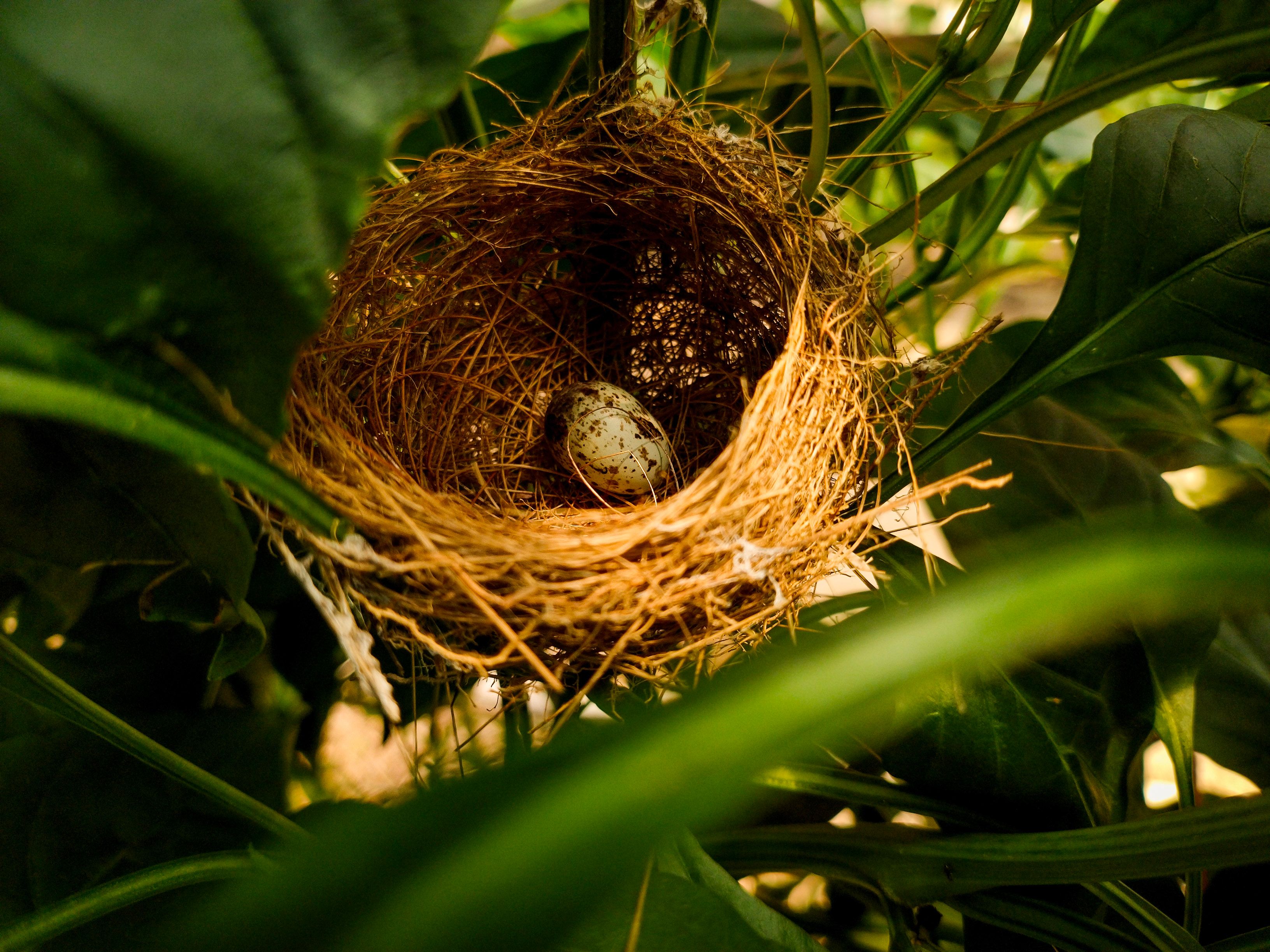 Speckled Egg Resting in Natural Bird Nest · Free Stock Photo