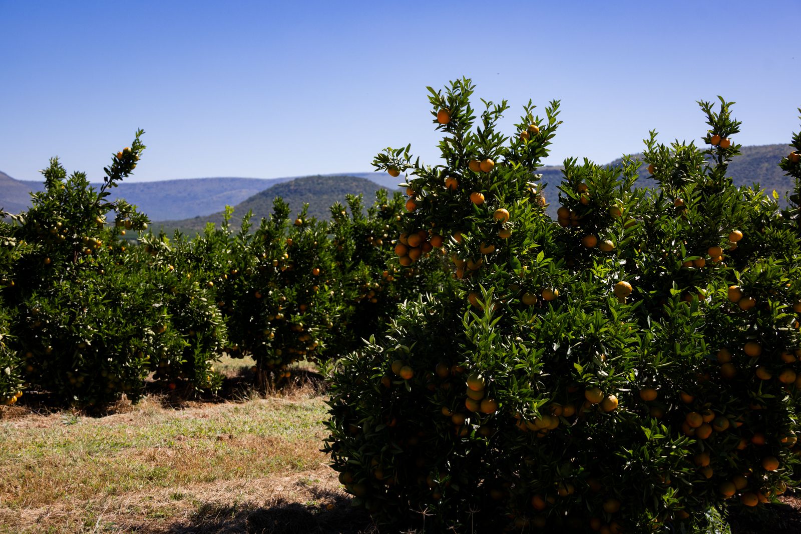 Orange orchard rows against a mountain backdrop in Punjab