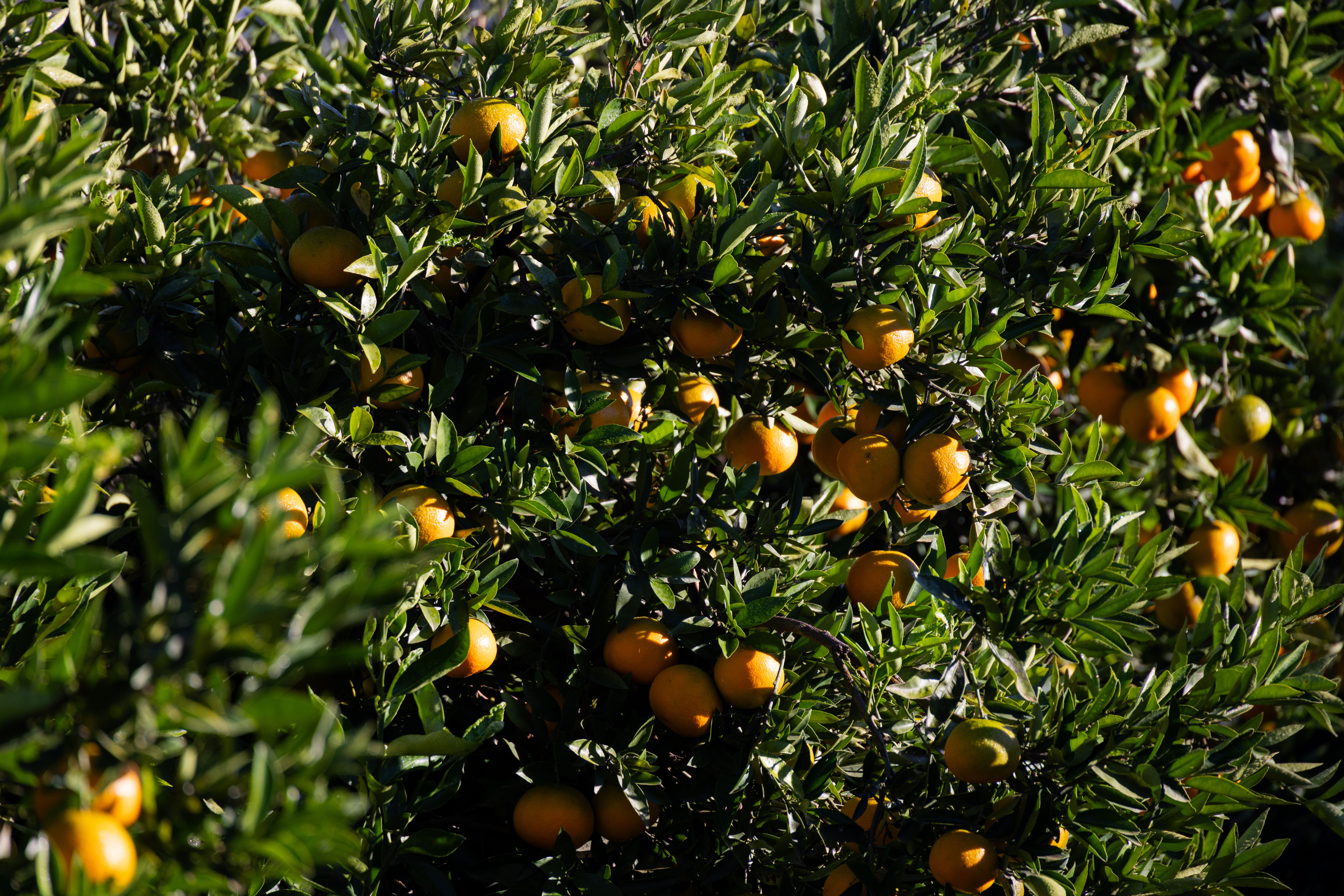 Naranjas maduras en un árbol