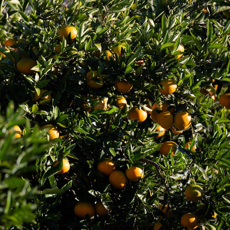 Cítricos Naranjas maduras en un árbol