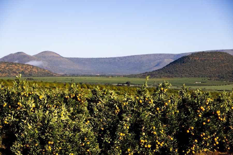 Citrus orchard rows against rolling hills, photo by Magda Ehlers on Pexels