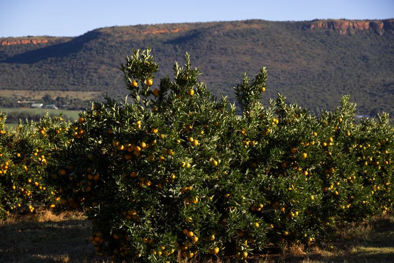 Lush Kinnow orchard rows with a mountain backdrop