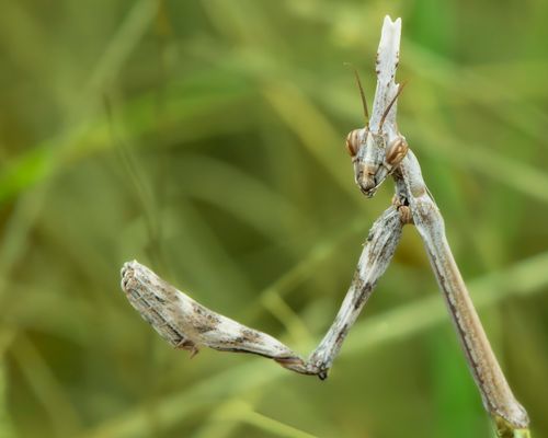 Free Detailed image of a mantis on a green background, showcasing its unique structure. Stock Photo
