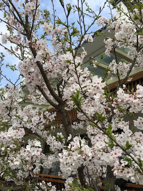 Free stock photo of cherry blossom, cherry blossoms, flowering tree