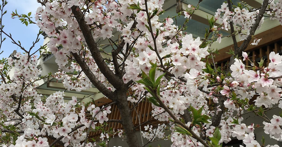 Free stock photo of cherry blossom, cherry blossoms, flowering tree