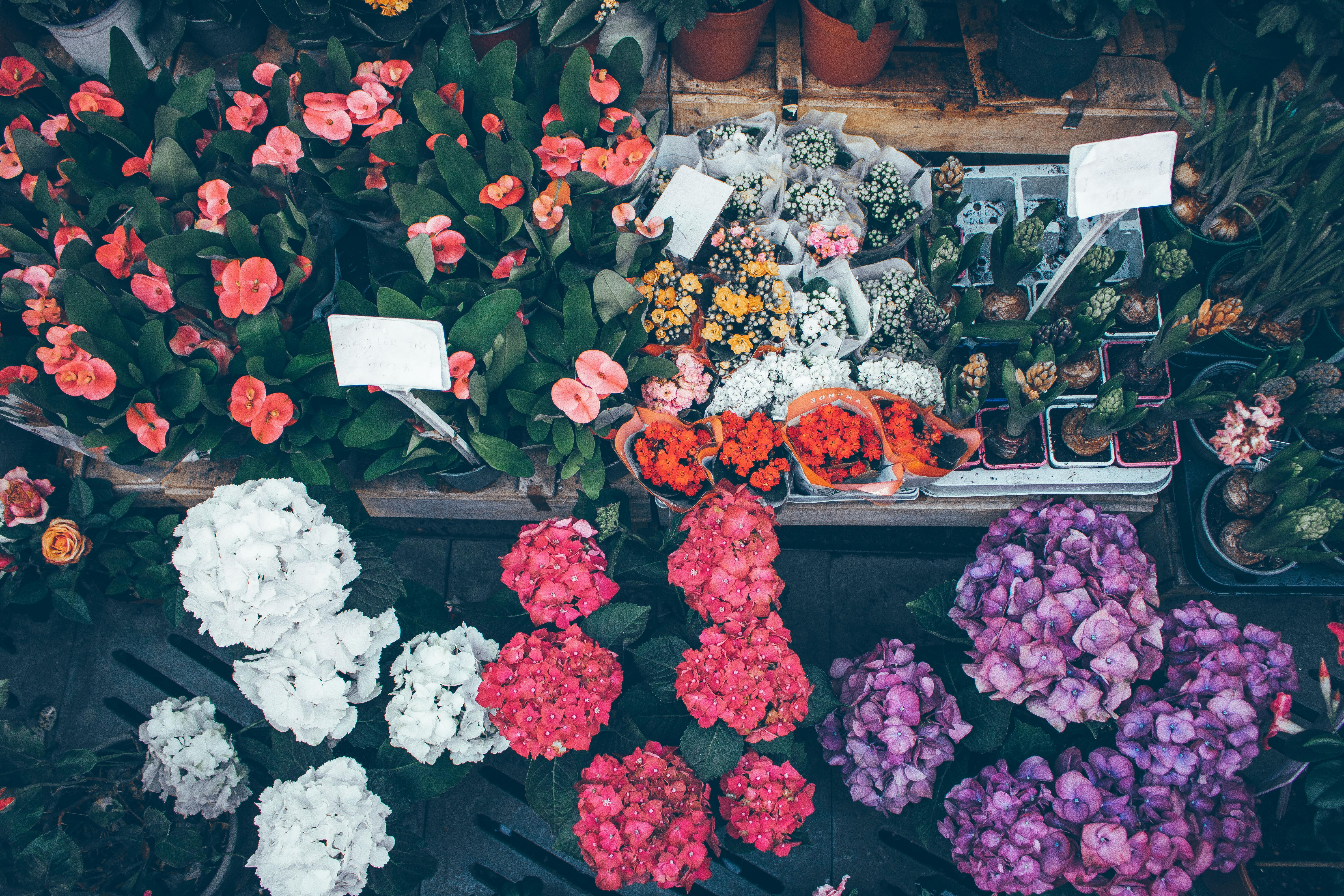 [ColoSach]-top-down-view-of-diverse-colorful-flowers-in-a-market-setting,-ideal-for-floral-and-nature-themes.