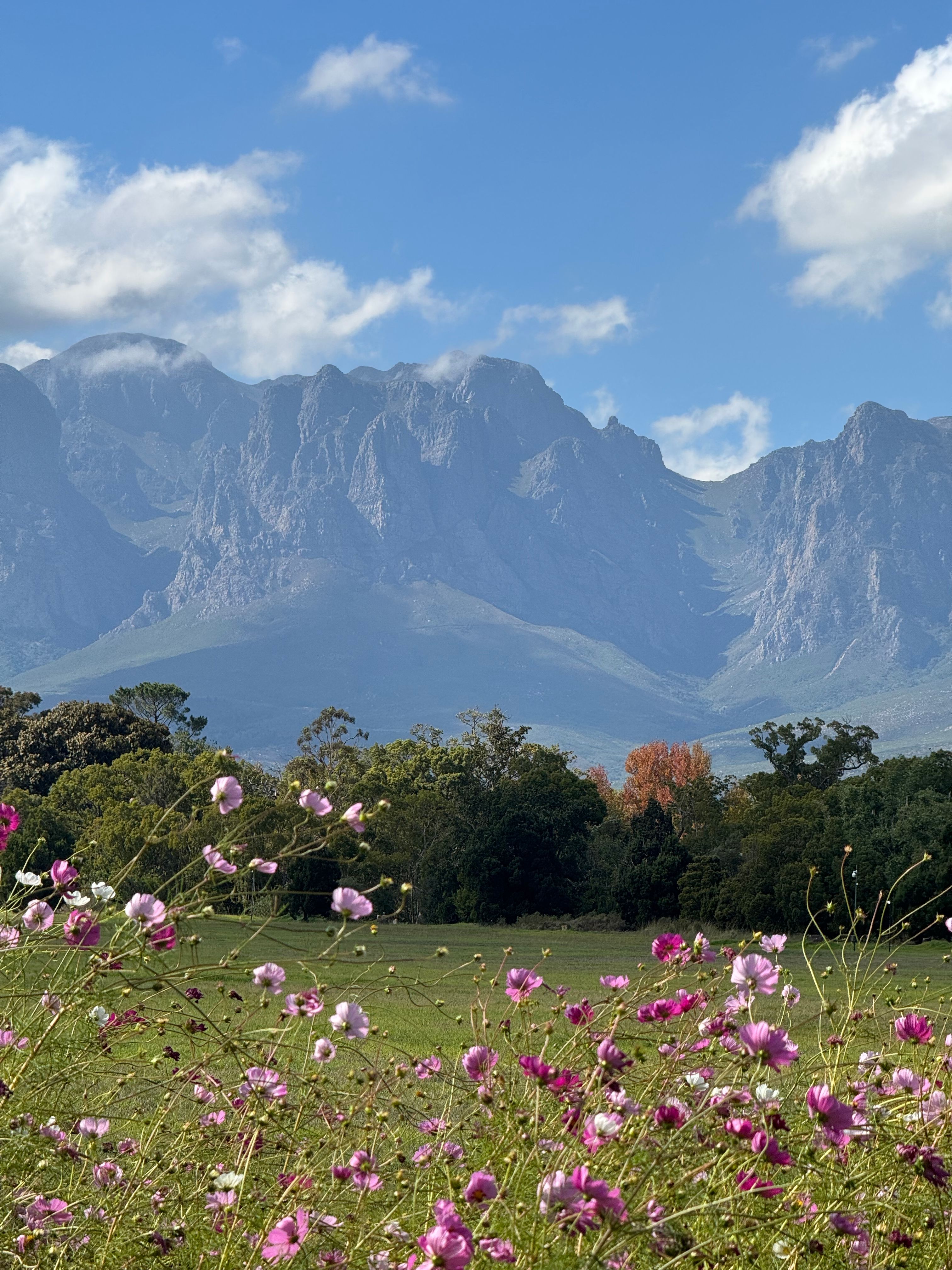 Scenic view of a mountain range with blooming pink wildflowers beneath a blue sky.