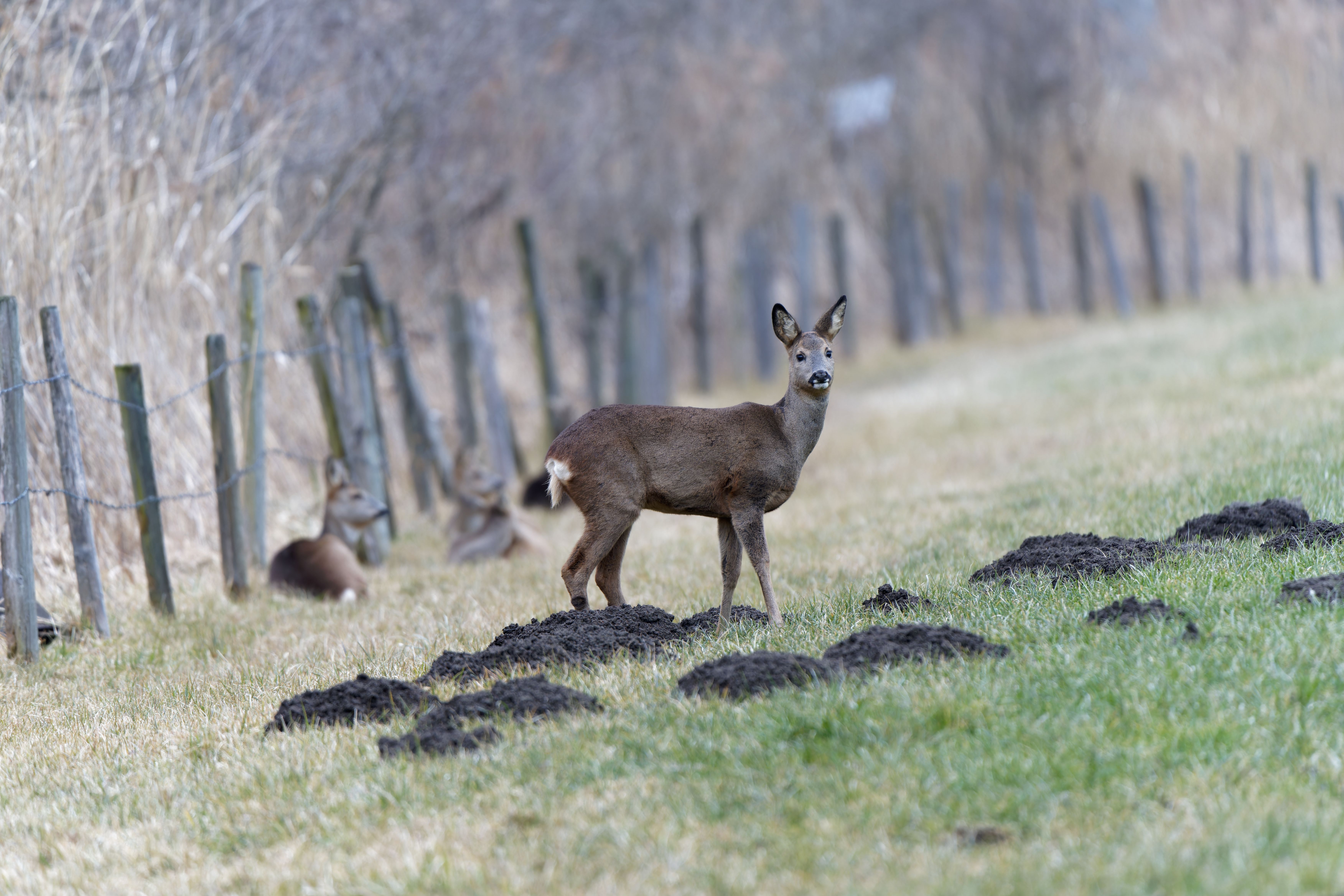 A young deer stands alert in a grassy field next to a rustic fence during daytime.