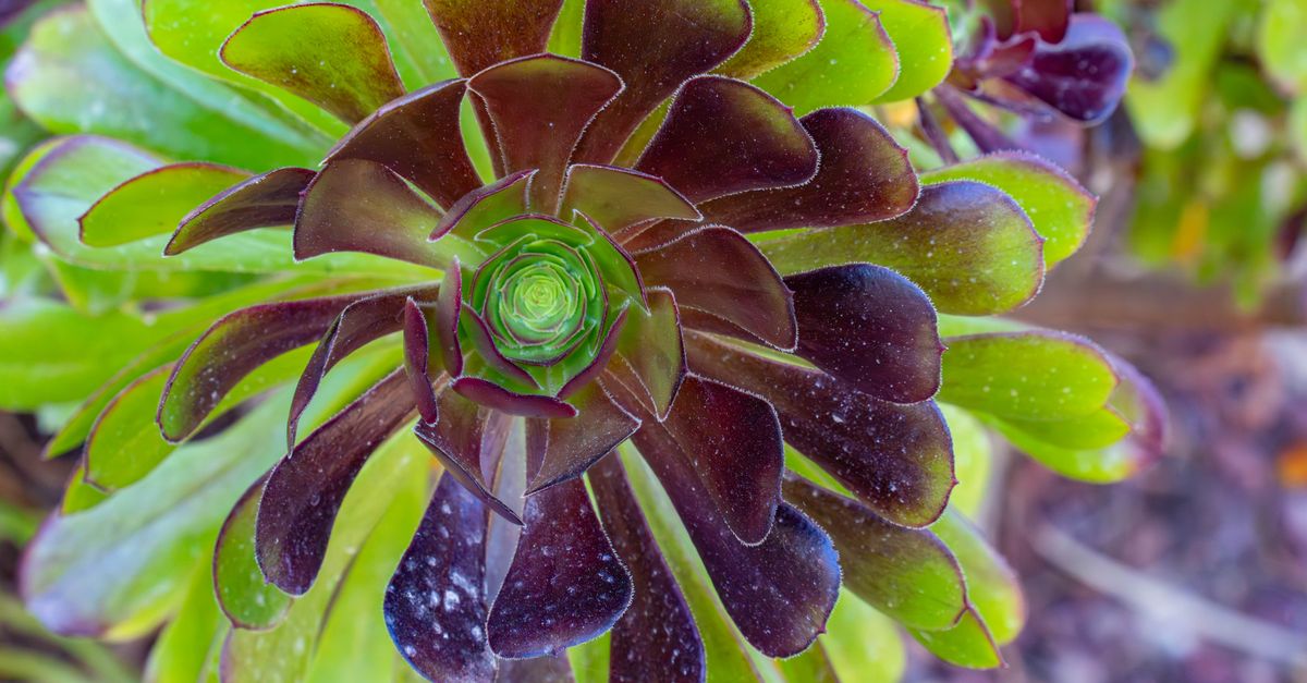 Come Coltivare Piante Grasse nel Tuo Giardino