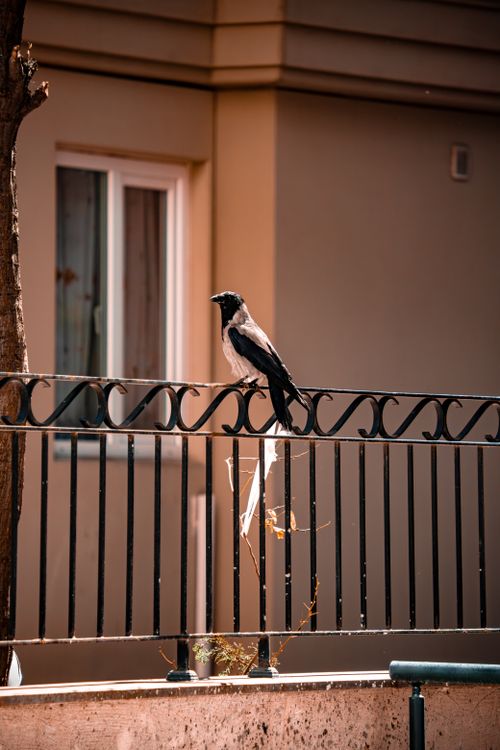 Free Urban scene of a hooded crow on a balcony railing in Istanbul, Türkiye with warm tones. Stock Photo