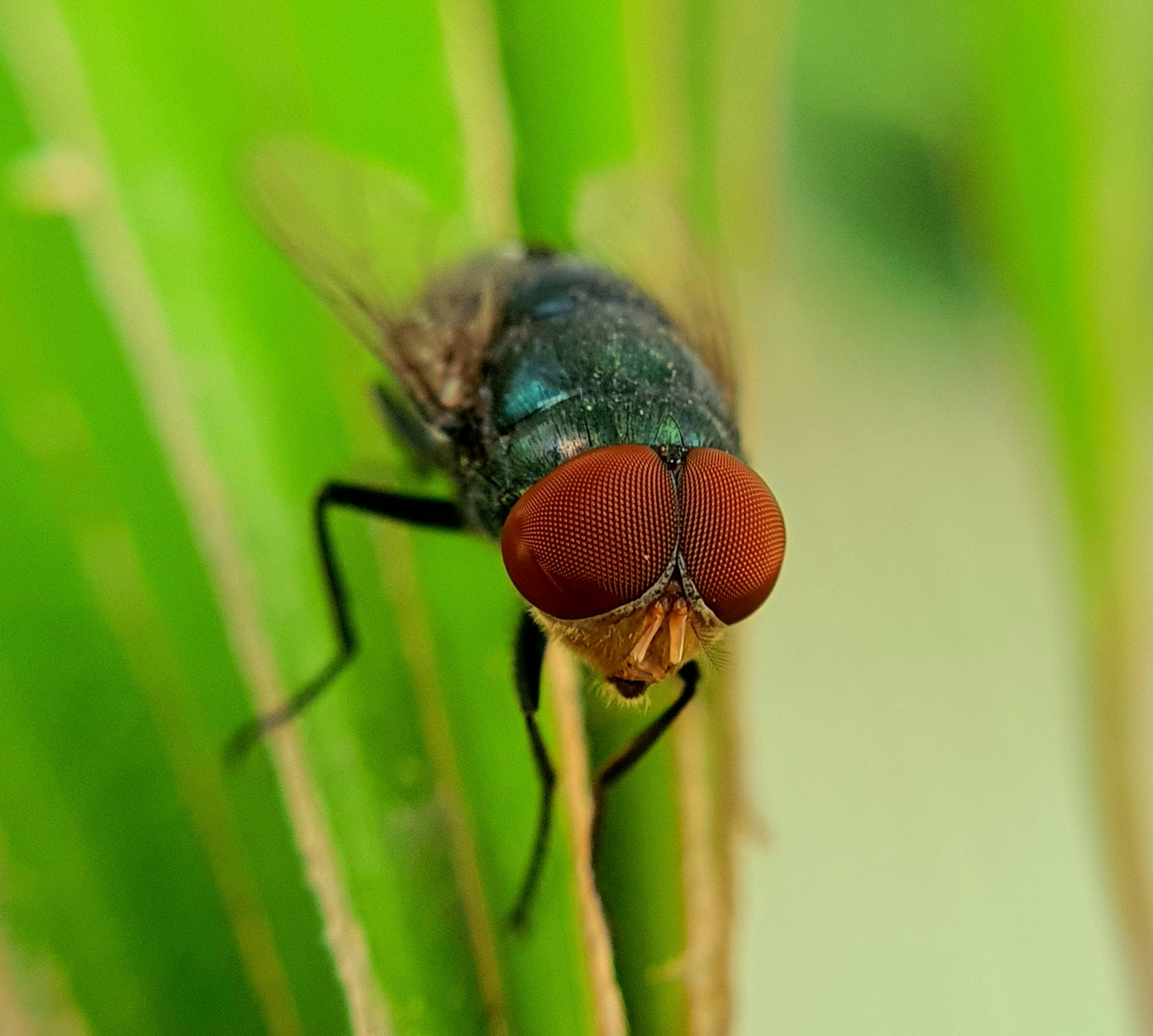 Our Expertise in Flea and Tick Control