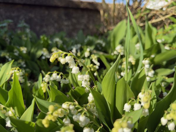 Muguet en fleurs sous un soleil éclatant au pied d'un mur