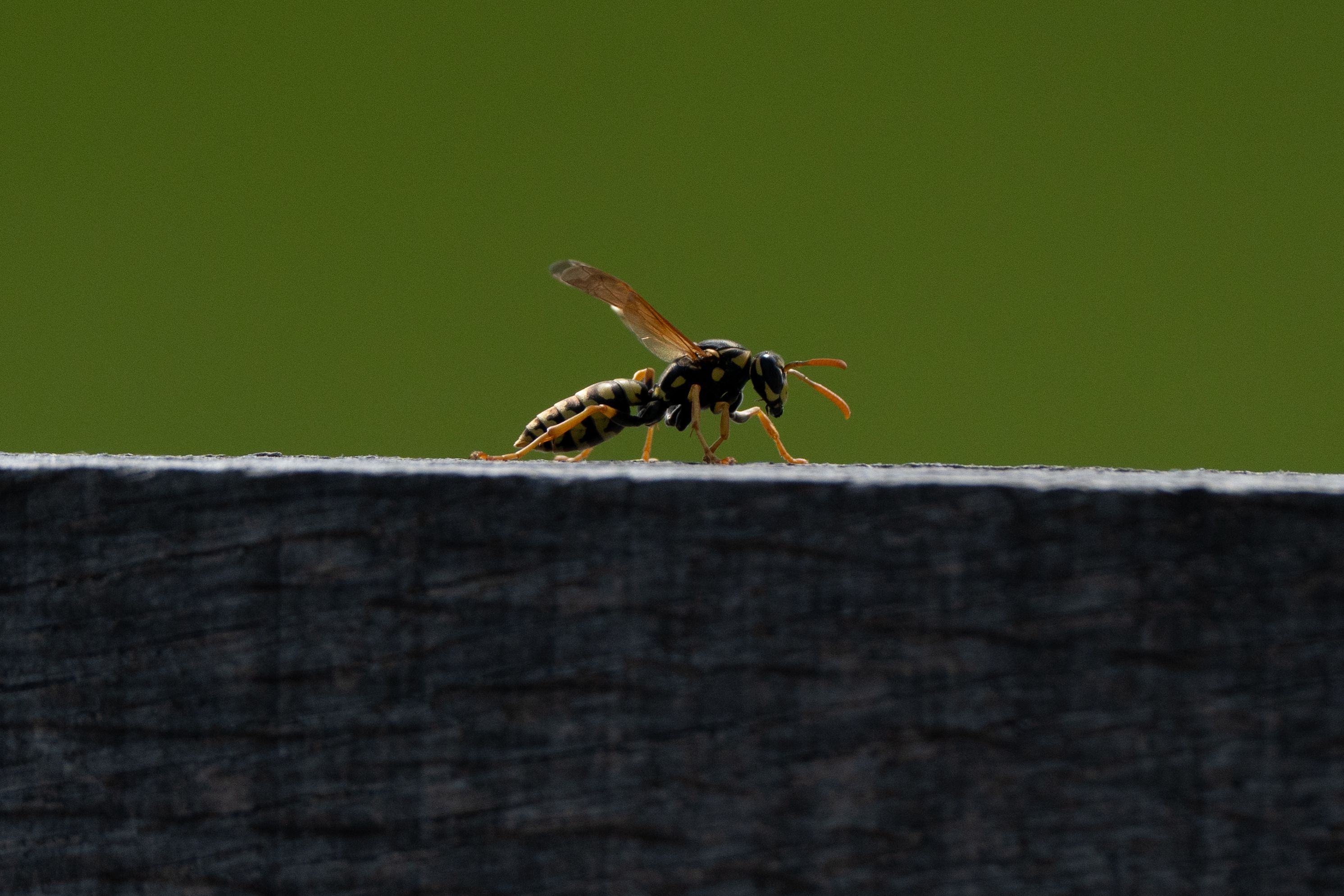 professional wasp nest removal cost East Sussex