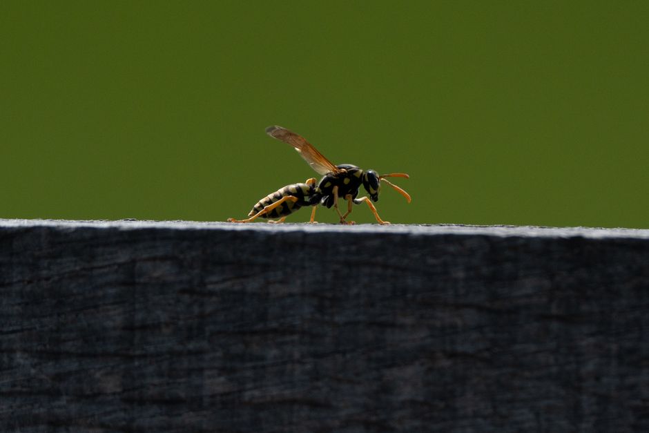 professional wasp nest removal cost East Sussex