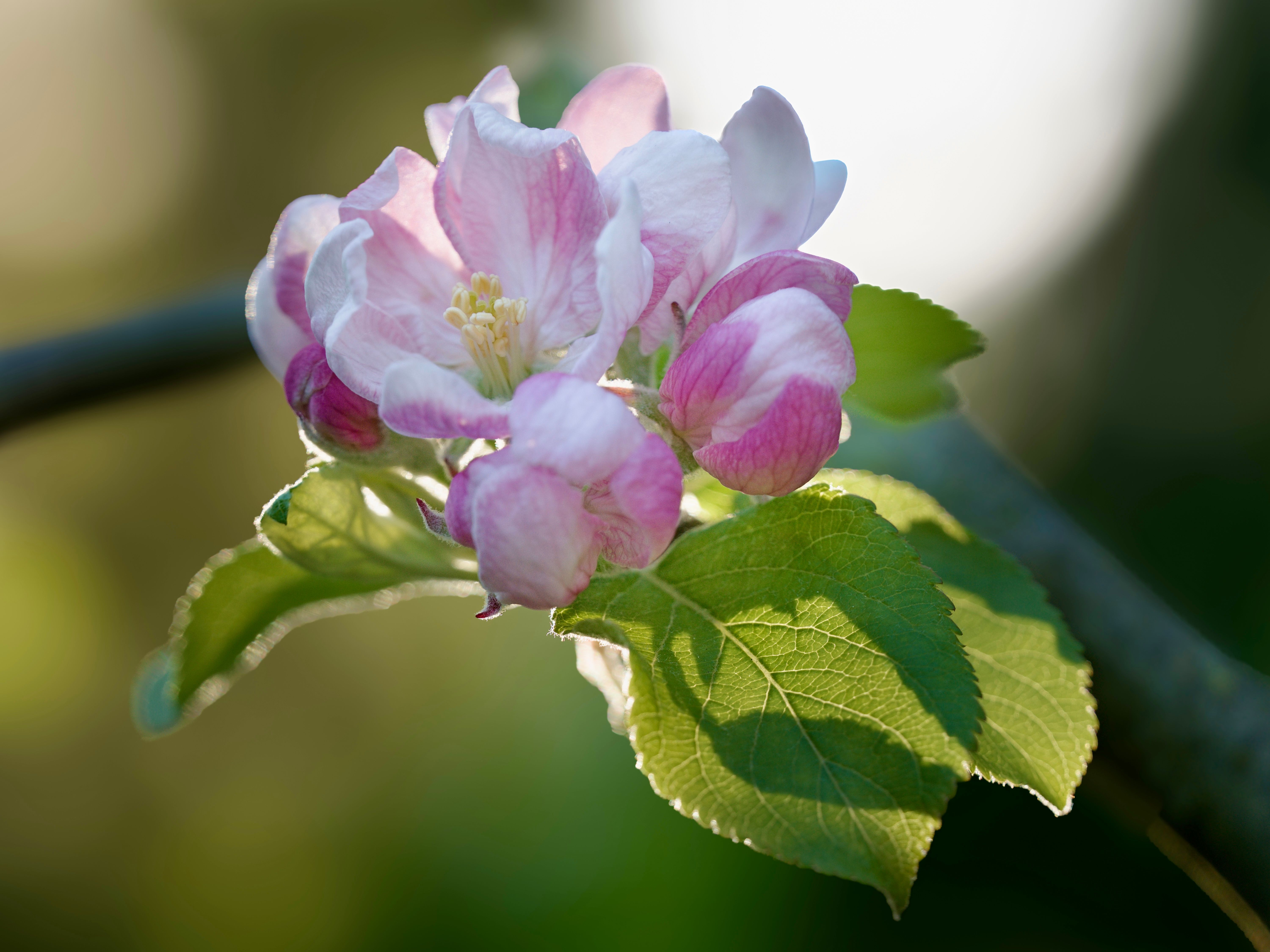Close-up of Apple Blossoms in Spring Light · Free Stock Photo
