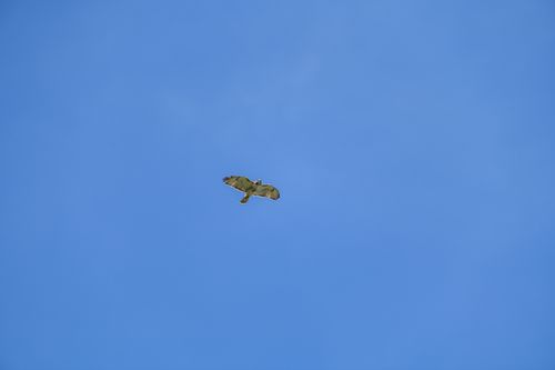 Free A bird gracefully soars against a vibrant blue sky in Canonsburg, Pennsylvania. Stock Photo