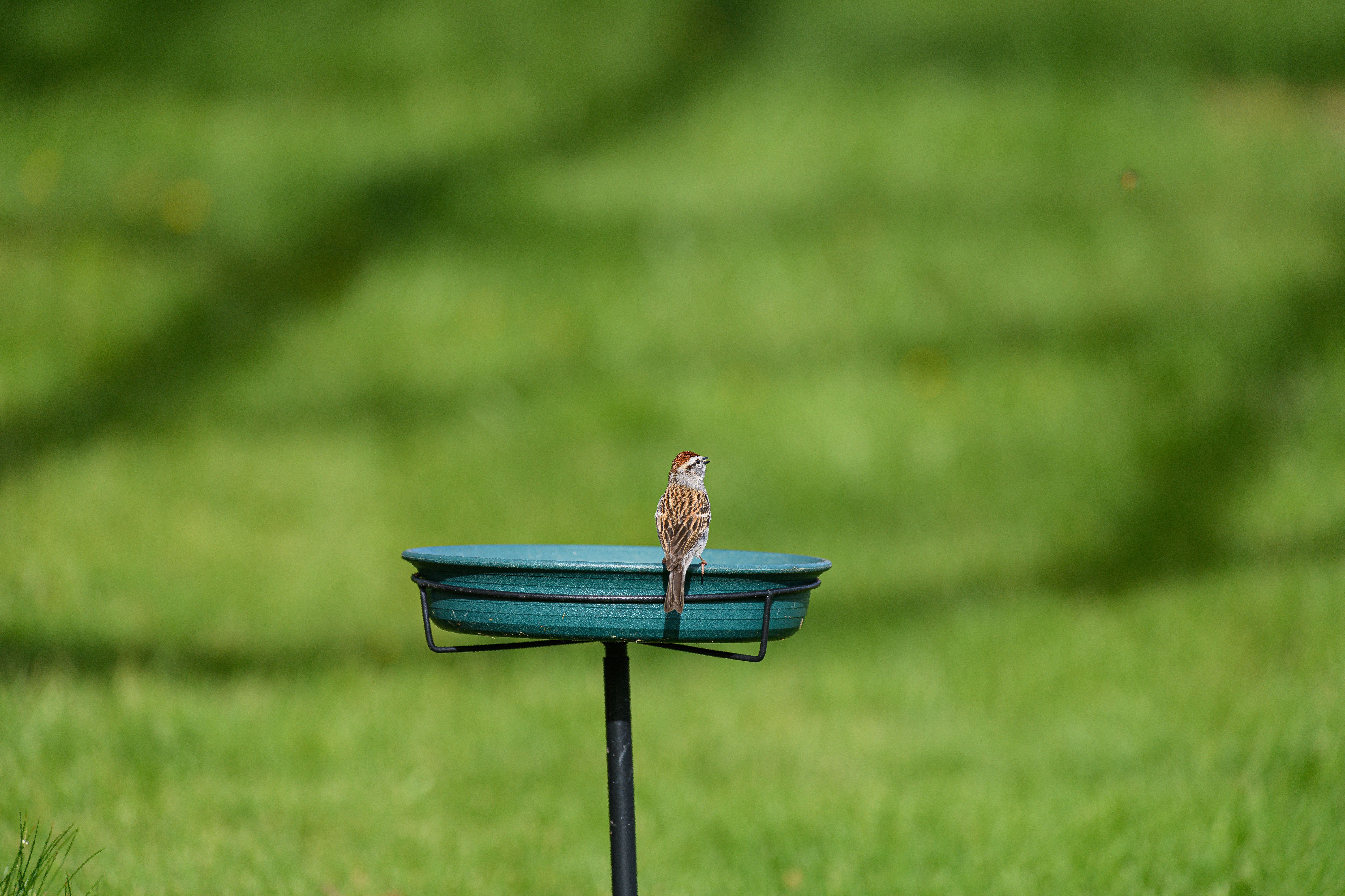A small bird perched on a garden birdbath with a lush green background in summer.