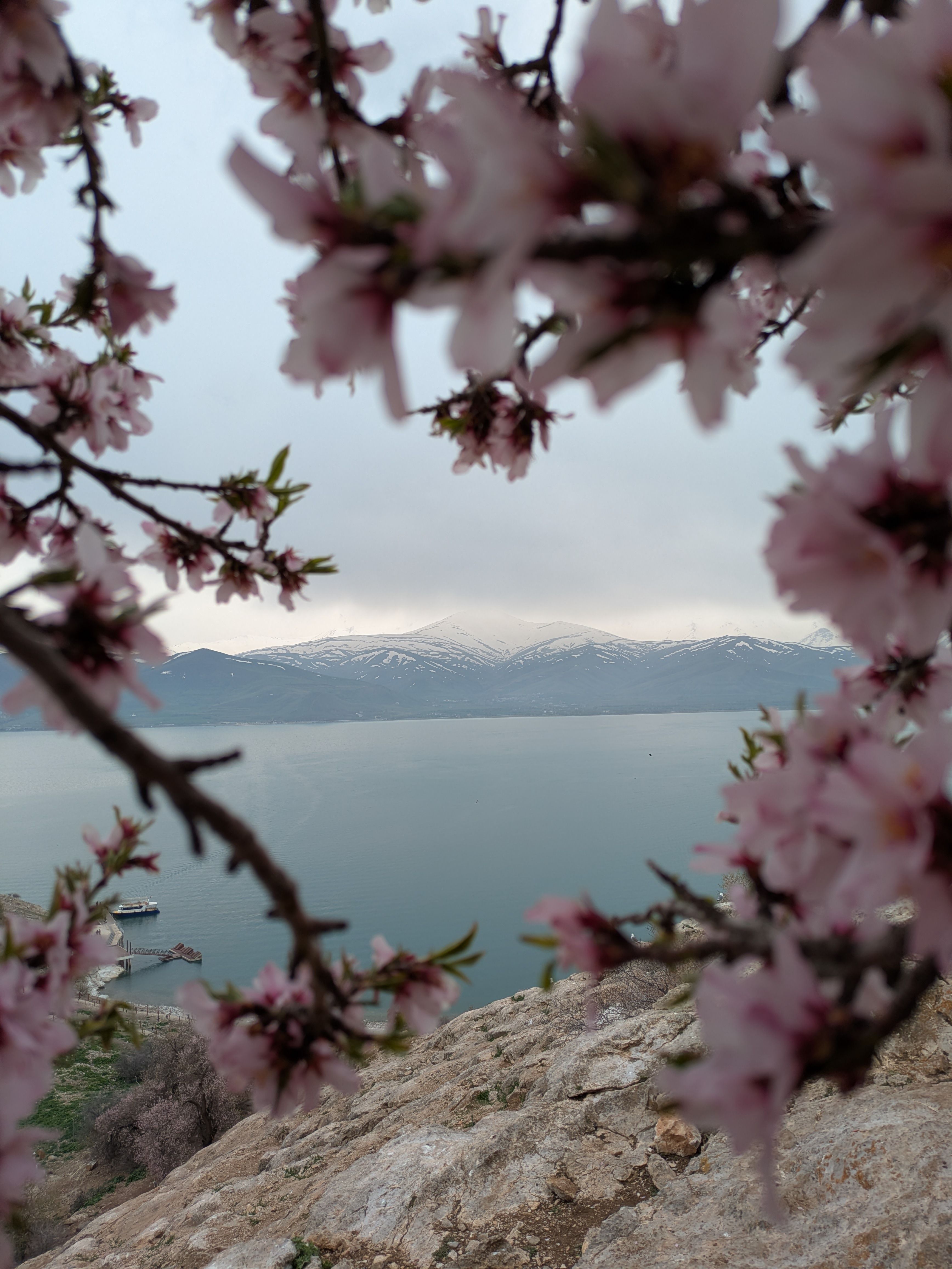 Beautiful view of snowy mountains framed by cherry blossoms by a calm lake in Van, Türkiye.