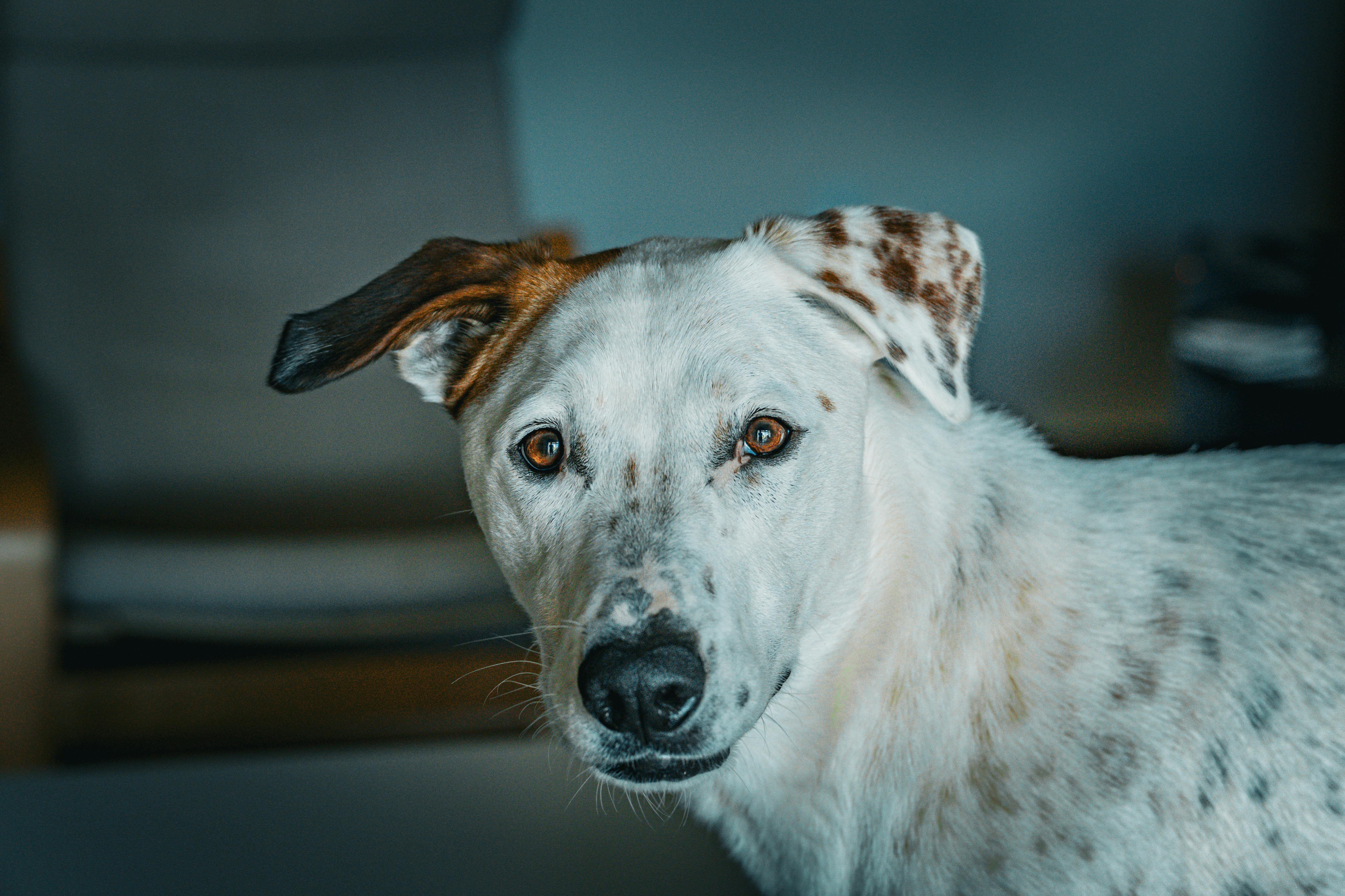 pet care pet grooming — Photo by Harshit Mehta on Pexels