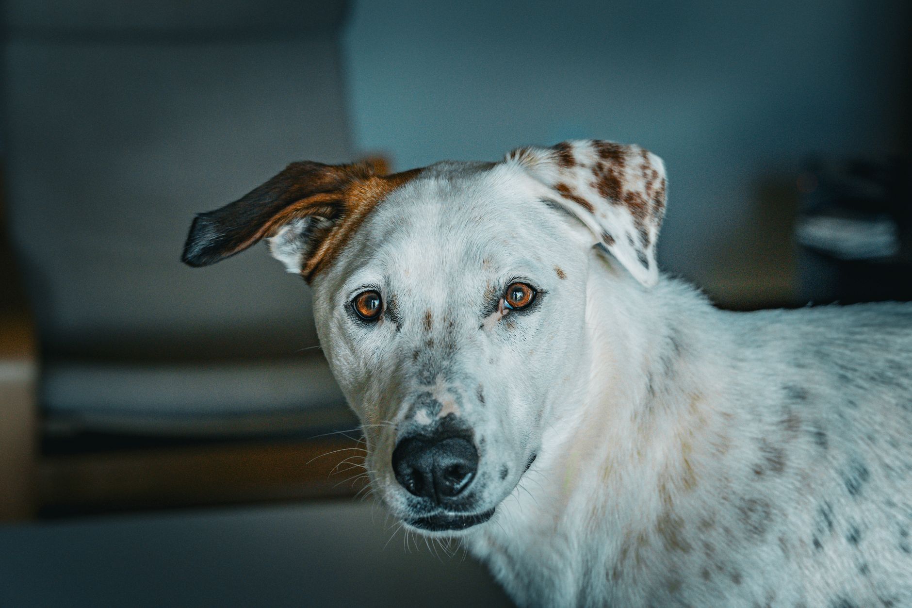 Veterinary care for a dog