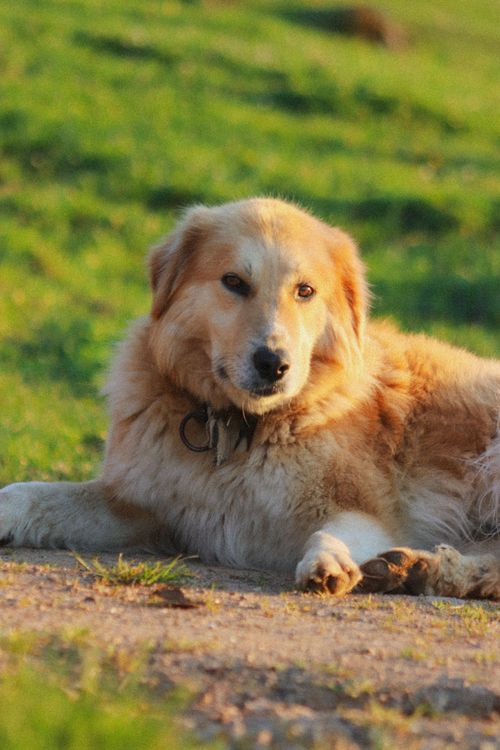 Free A calm golden retriever lying on the grass during a warm sunny day. Stock Photo