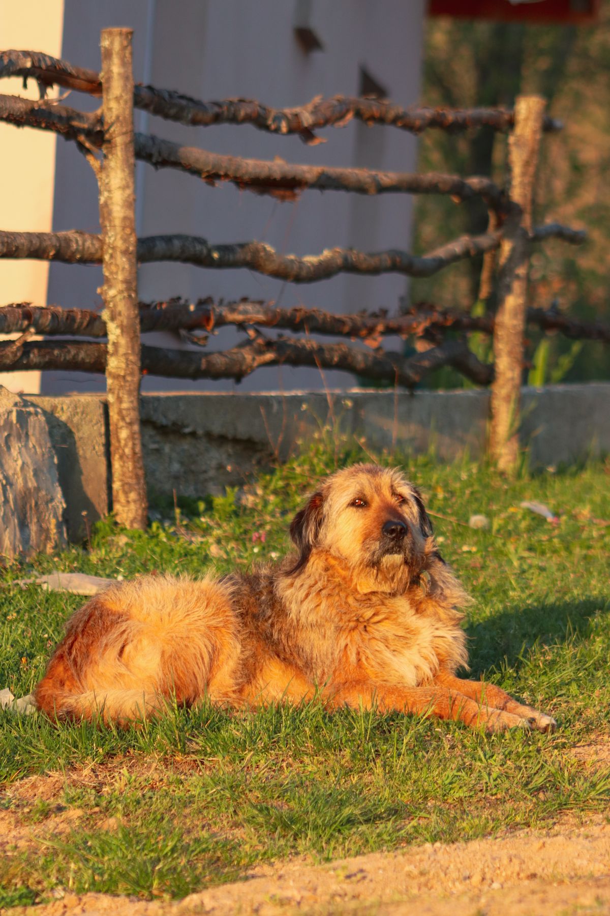 Dog relaxing on grass beside a wooden backyard fence