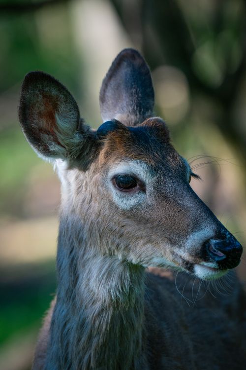 Free Close-up portrait of a white-tailed deer with blurred green background, showcasing natural beauty. Stock Photo