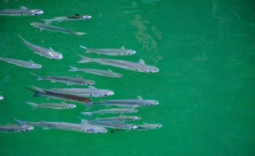 Free A serene cluster of fish swimming in clear green water, exemplifying marine harmony. Stock Photo