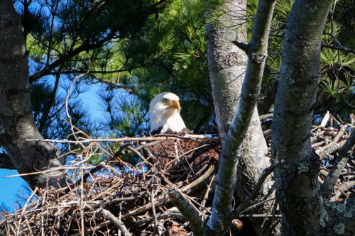 Free Bald eagle perched in nest within vibrant green pine, showcasing wildlife in nature. Stock Photo