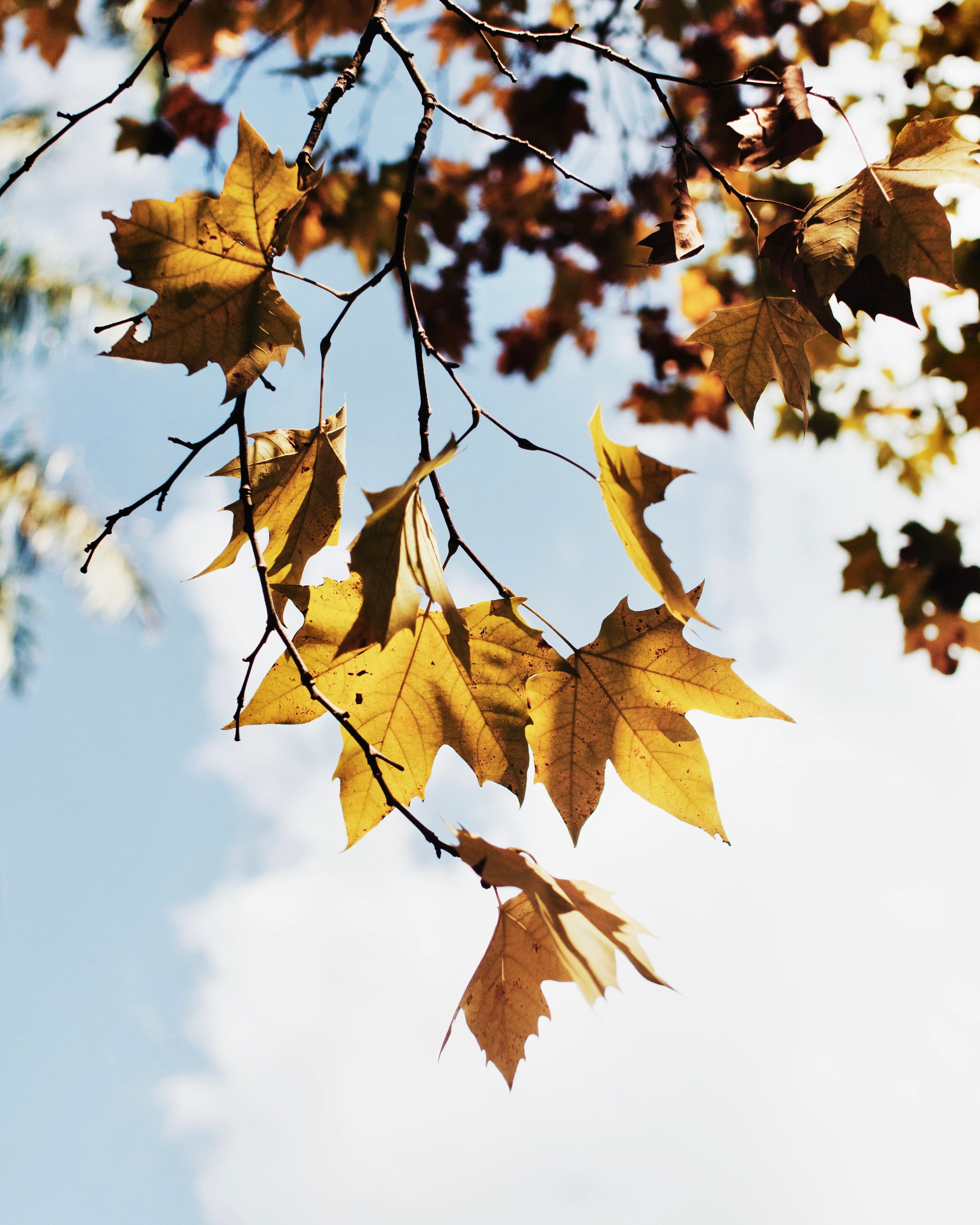 Bright yellow leaves on a branch with a clear blue sky background, capturing the essence of autumn.