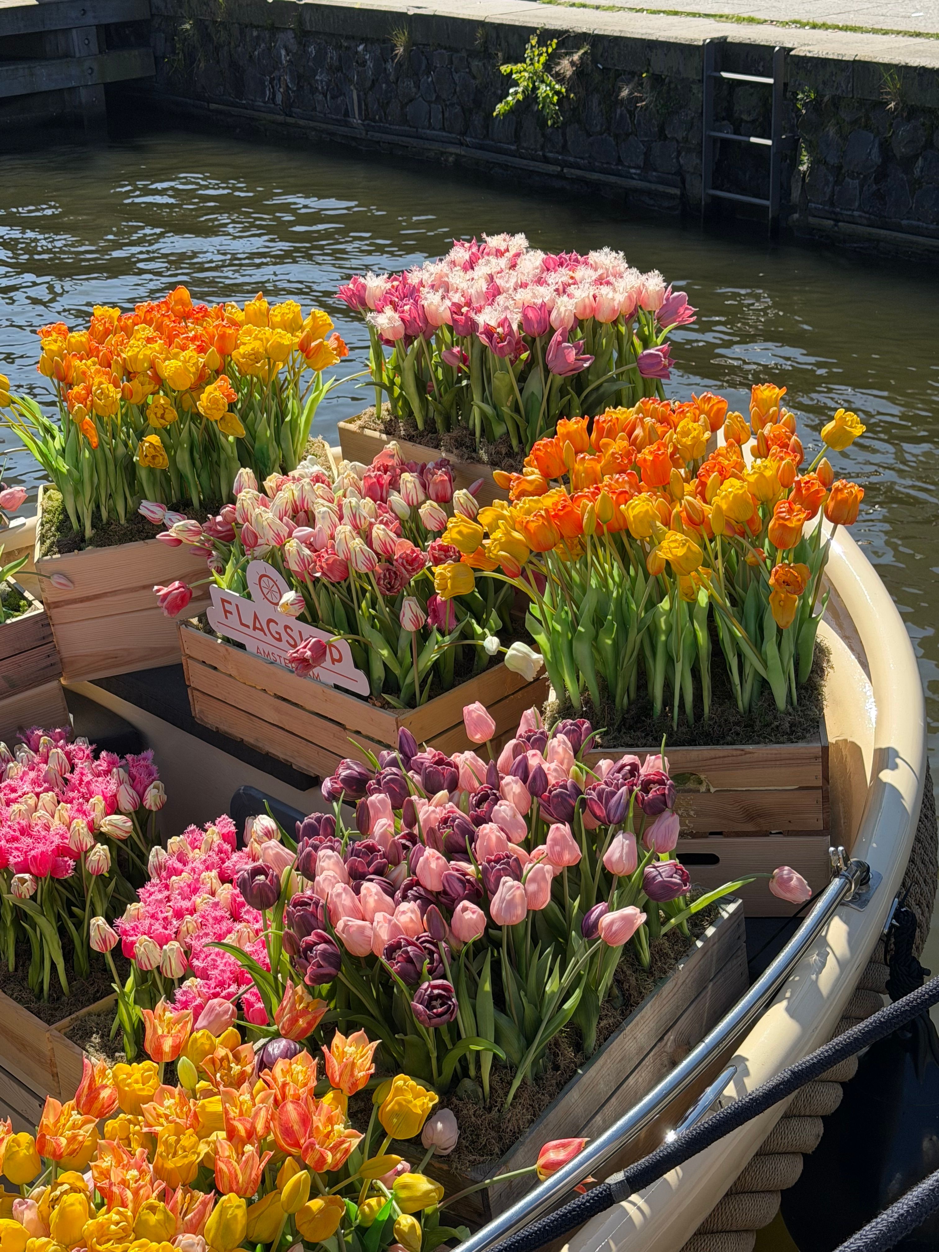 Colorful tulips arranged on a boat in Amsterdam, showcasing a stunning variety of spring blooms.