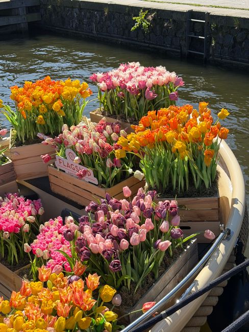 Colorful tulips arranged on a boat in Amsterdam, showcasing a stunning variety of spring blooms.