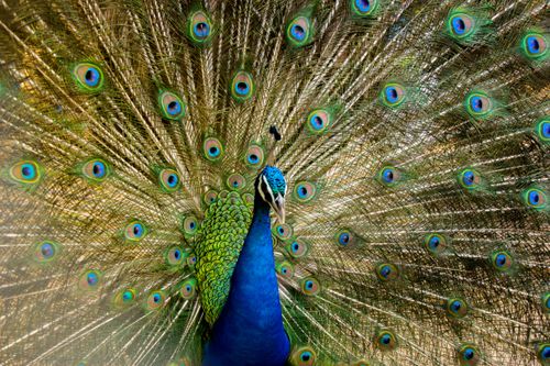 Free A magnificent Indian Peacock showcasing its vibrant plumage in full display outdoors. Stock Photo
