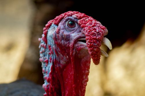 Free Detailed close-up of a wild turkey showcasing its vibrant red and blue plumage. Stock Photo