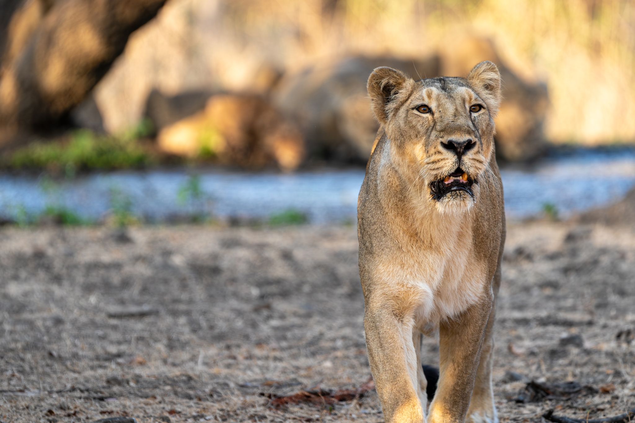 Sasan Gir (Talala)