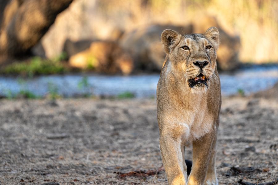 Sasan Gir (Talala) photo 1
