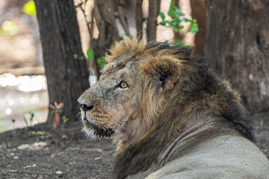 Gir National Park photo 6
