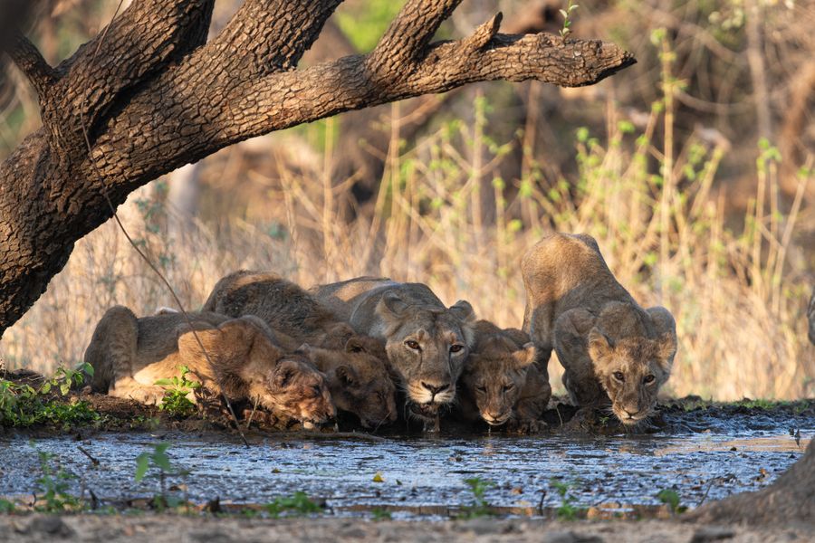 Gir National Park photo 7
