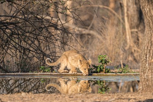 Free A young lion cub (Panthera leo leo) drinking water at Sasan Gir, India. Stock Photo