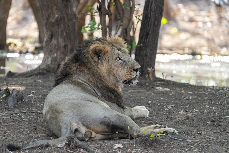 Gir National Park photo 3